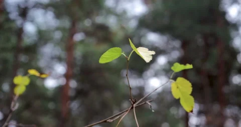 Leaves in the sun. Two leaves on a wind. Floral background. Stock Footage 142279604