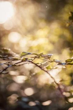 Leaves sun web Stock Photos