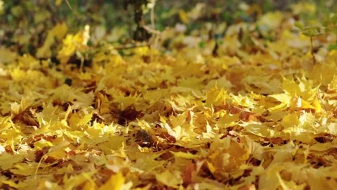 Leaves in the sunlight fall from the tree in autumn Stock Footage 163595235