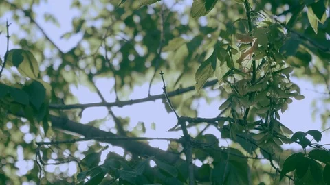 Leaves in Sunlight Stock Footage 104038108