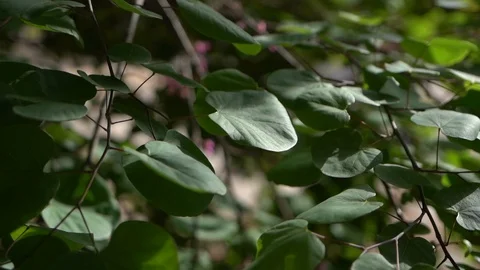 Leaves in sunlight Stock Footage 108001627