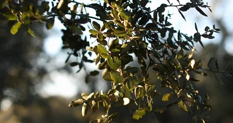 Leaves in sunlight Stock Footage 126292921