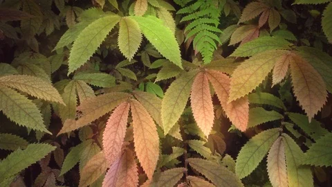 Leaves in the sunlight Stock Footage 126731770