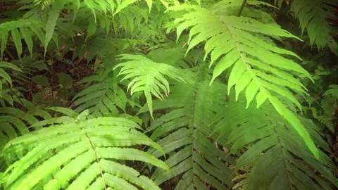 Leaves in the sunlight Video stock 126731790