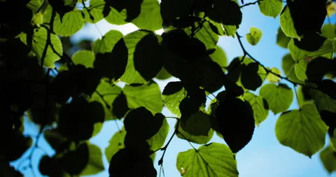 Leaves with sunlight Stock Footage 318090057