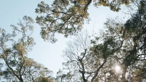 Leaves sunlight natural shadow overlay on white texture background Stock Footage 229525596