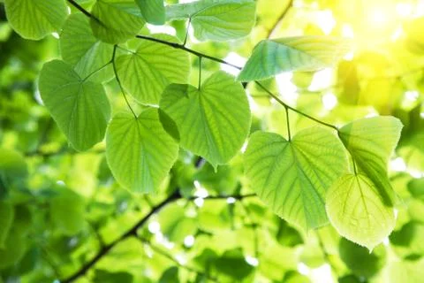 Leaves in sunlight Stock Photos