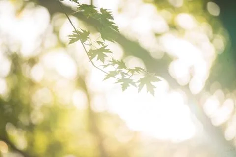 Leaves In The Sunlight Foto stock