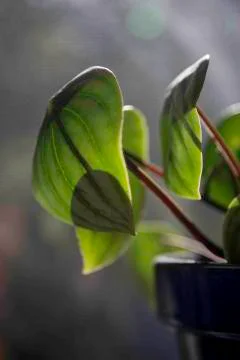 Leaves in sunlight. Stock Photos