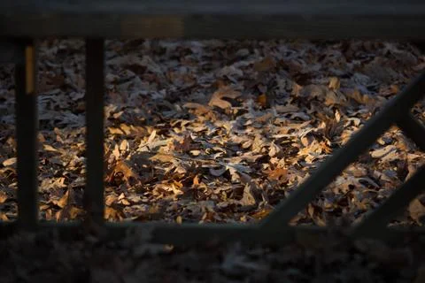 Leaves in Sunlight Stock Photos