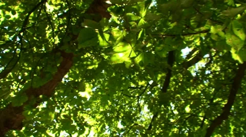 Leaves with Sunlight shining through Stock Footage 40952319