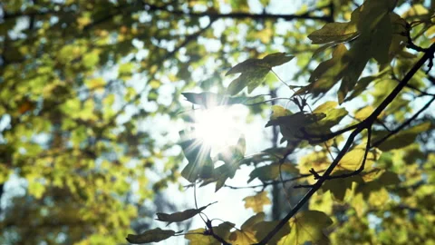 Leaves with sunlight shining through in summer. Stock Footage 143384031