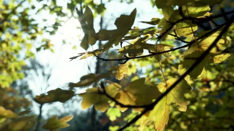 Leaves with sunlight shining through in summer. Stock Footage 143412068