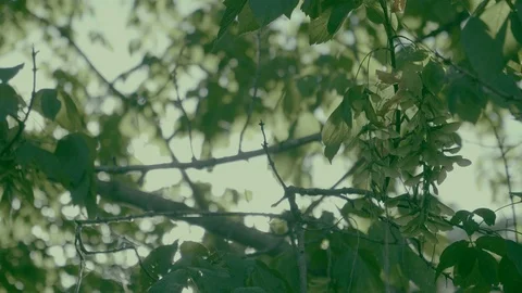 Leaves in Sunlight Slow Motion 4K Stock Footage 104070104