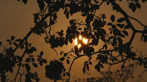 Leaves on sunset background. Stock Footage 49114713