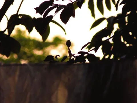 Leaves on a sunset background Stock Photos