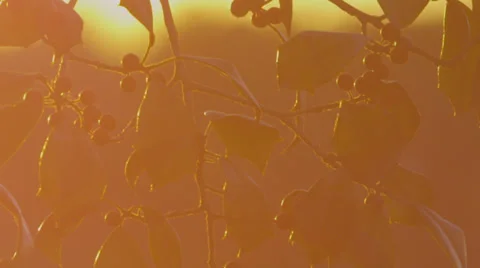 Leaves at Sunset Video stock 30488166