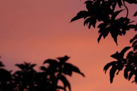 Leaves at sunset Stock-Fotos