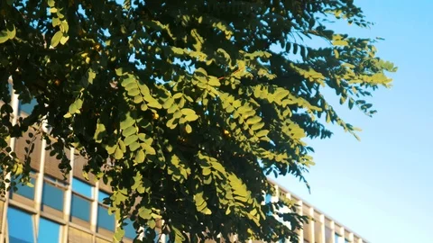 Leaves In The Sunset In The Wind Stock Footage 96240459