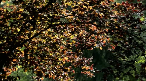 Leaves in sunshine Stock Footage 50532838