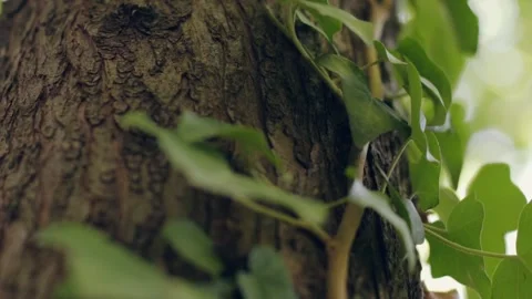 Leaves surrounding the tree trunk Stock Footage 219613697