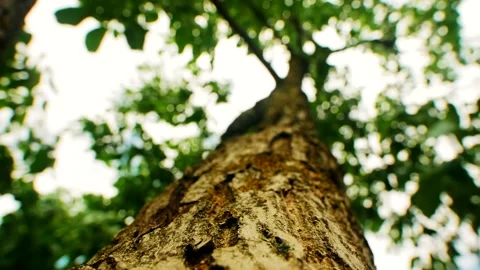 Leaves sway above tree trunk Video stock 159293389