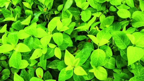Leaves sway five Stock Footage 300145789