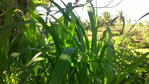The leaves sway Stock Footage 238426232
