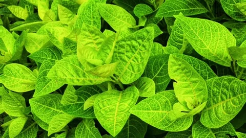 Leaves sway four Stock Footage 300145790