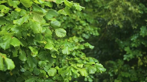 Leaves sway gently in the breeze under a cloudy sky, showcasing greenery in a Vidéo 344668100