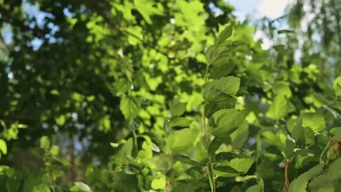 Leaves sway gently in an outdoor setting as sunlight filters through the Vídeo Stock 344527786