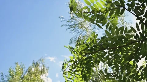 Leaves sway gently under the bright sun in a clear blue sky. The scene captures Видео 344527919
