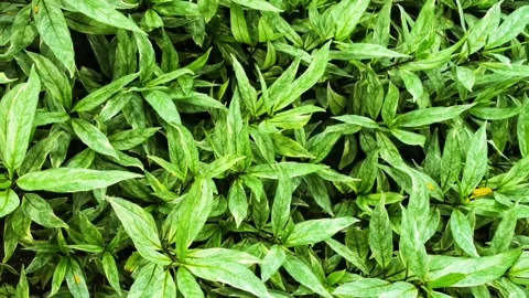 Leaves sway one Stock Footage 300145791