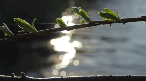 Leaves sway over the river Stockbeeldmateriaal 37832420