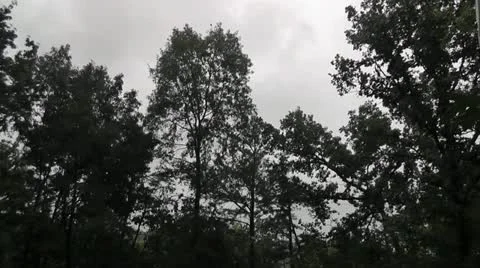 Leaves Sway In Strong Winds As a Thunder Storm Moves Through Stock Footage
