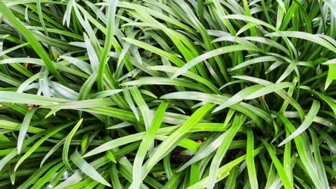 Leaves sway three Stock Footage 300145829