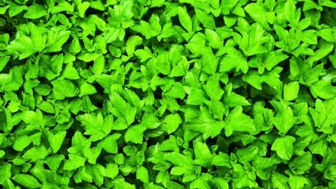 Leaves sway two Stock Footage 300145839