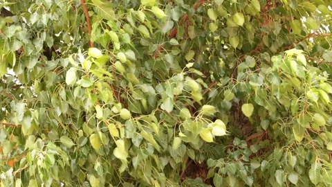 Leaves sway in the wind. Stock Footage 81669140