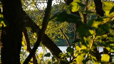 Leaves sway in the wind Stock-Footage 103817333