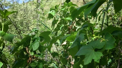 Leaves sway in the wind Stock-Footage 111956676