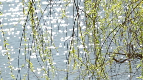 Leaves sway in the wind Video stock 154660418