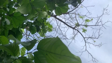 The leaves sway in the wind Stock Footage 231204631