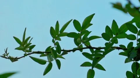 The leaves sway in the wind Stock Footage 250504535