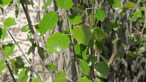 Leaves sway in the wind Stock Footage 309672231