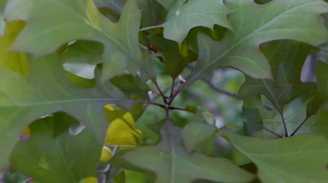 Leaves swaying in the breeze Stock-Footage 5149133