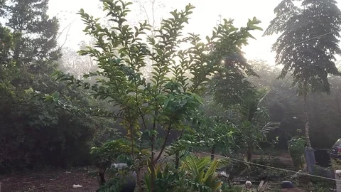 Leaves Swaying During Heavy Rain Stock Footage 323906367