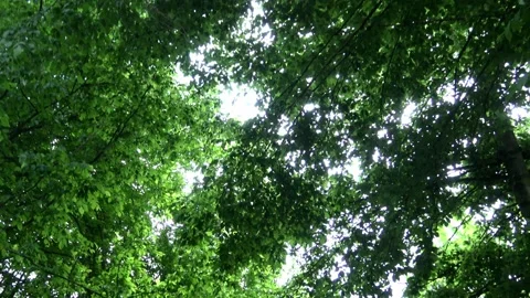Leaves swaying in the forests 스톡 동영상 134068349