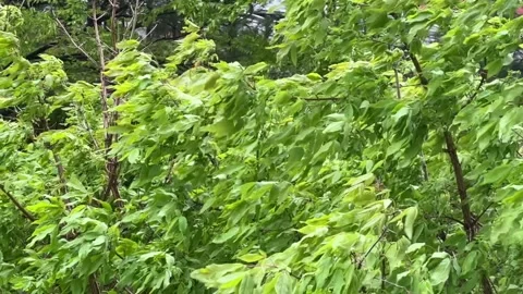 Leaves swaying in the heavy wind Stock Footage 307975655