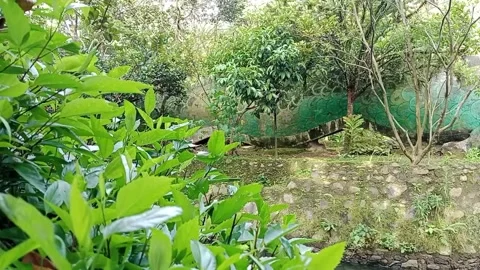 Leaves swaying hedges, swaying in the wind in the garden Stock Footage 224982828