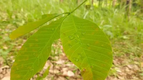 The leaves swaying inthe wind Stock Footage 210380484
